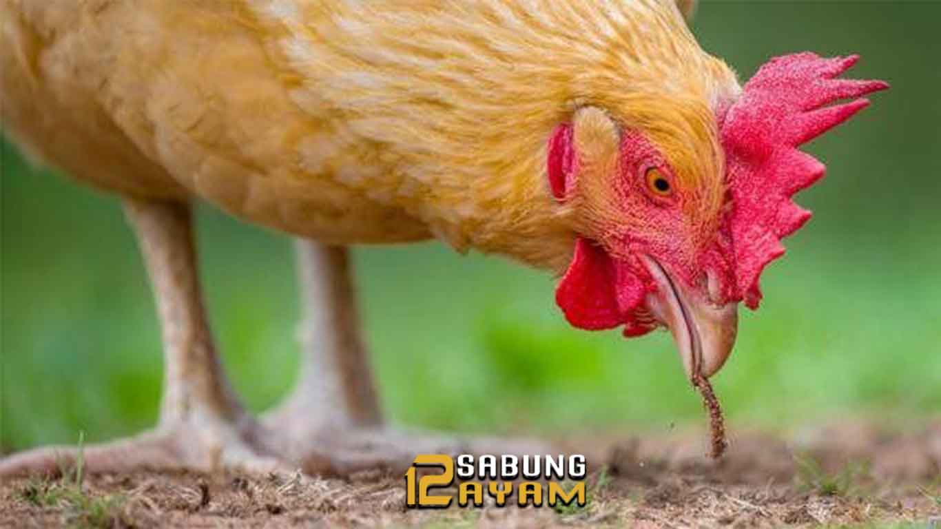 Alasan Ayam Aduan Perlu Sarapan Pagi