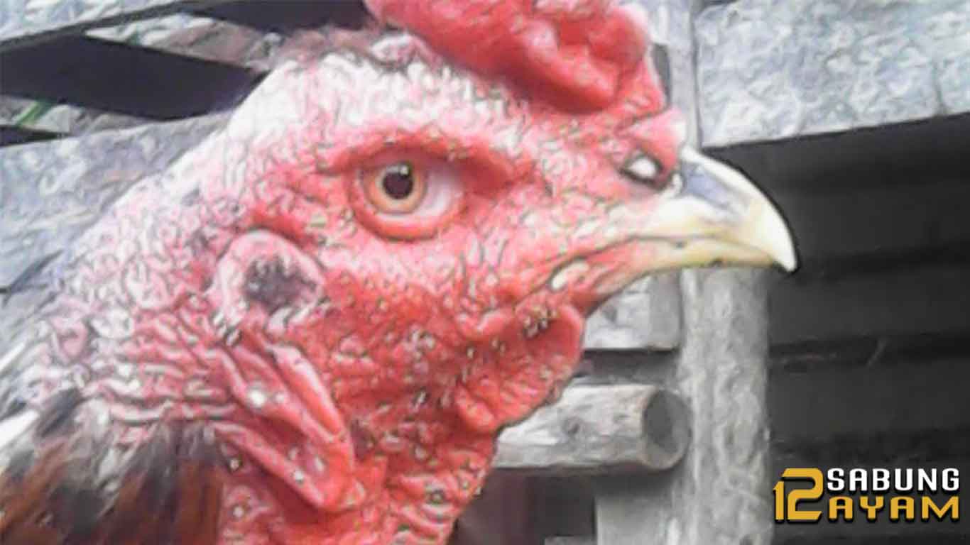 Cara Mengatasi Korep Pada Ayam Aduan