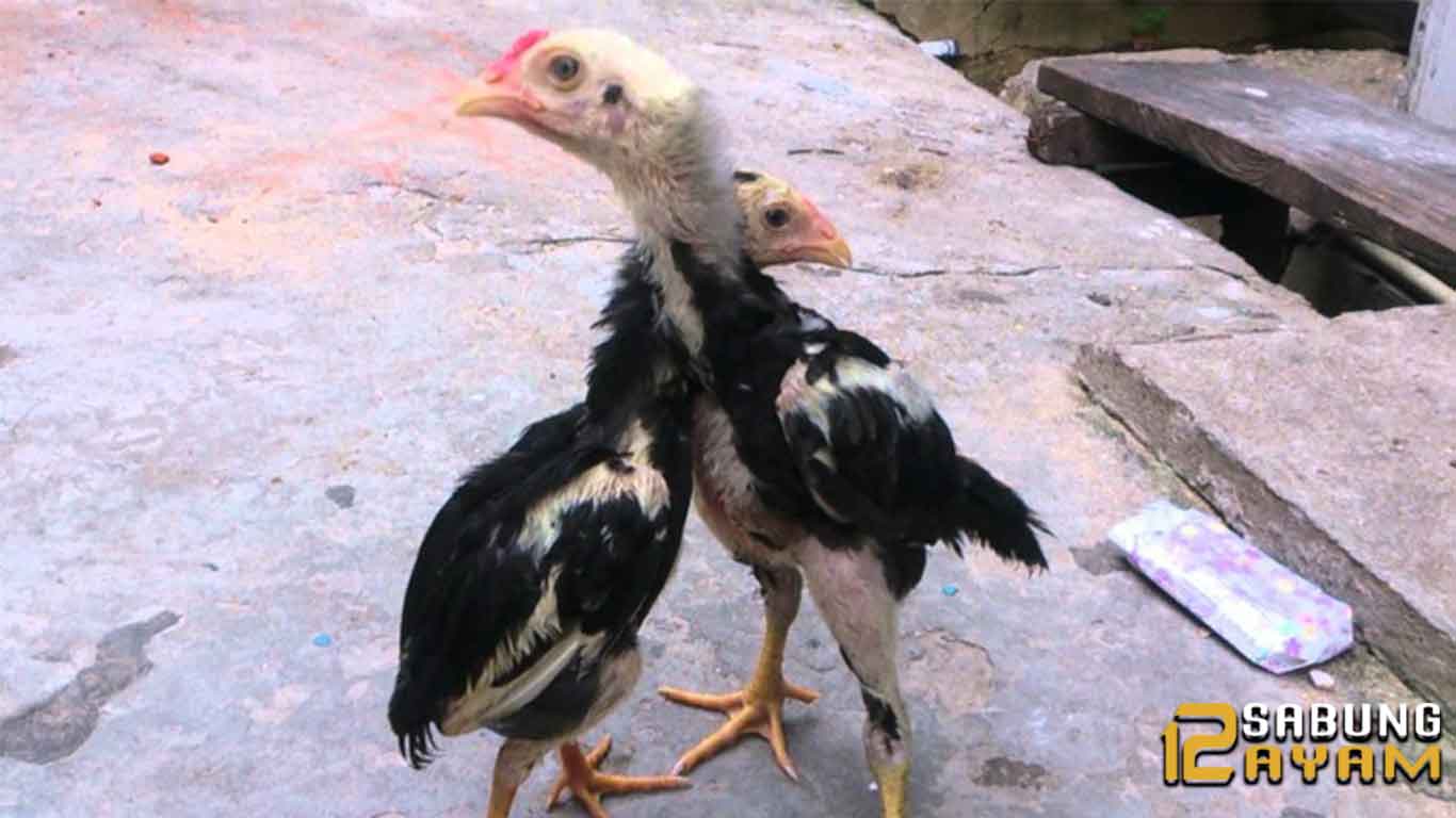 Perawatan Anak Ayam Bangkok