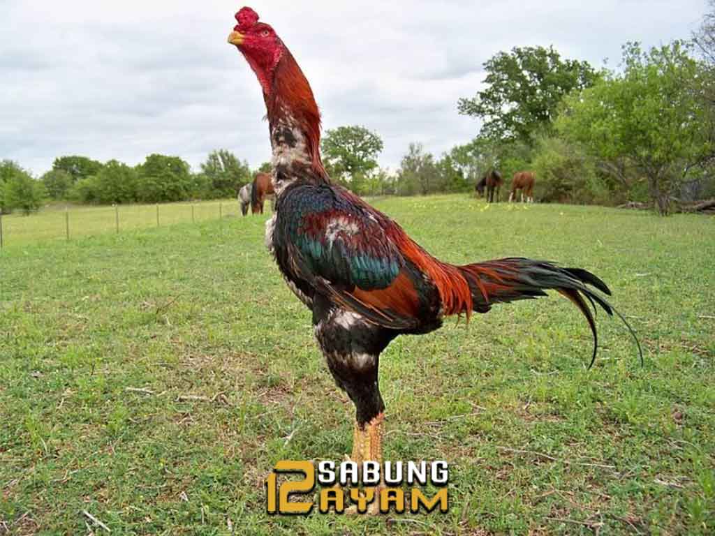 Kelebihan dan Kekurangan Ayam Aduan Yang Tinggi