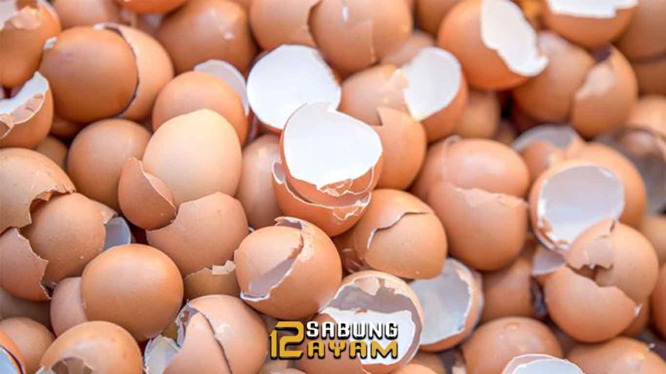 Pengolahan Cangkang Telur Untuk Tanaman