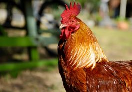 manfaat daun sirih untuk ayam aduan